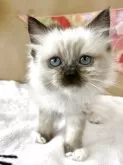 ラグドール【京都府・女の子・2025年11月1日・ブルーポイントバイカラー】の写真3