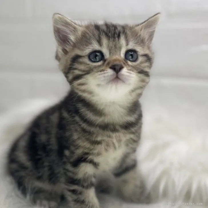 ID：2304-01707の子猫