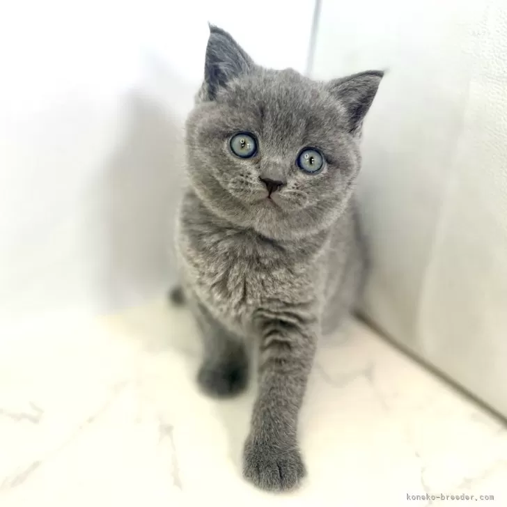 ID:2404-01419の子猫