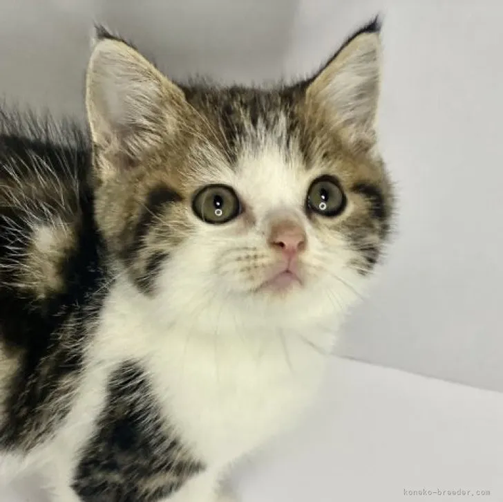 ID:2310-01376の子猫