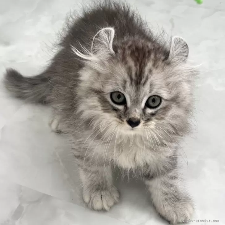 ID：2410-00458の子猫