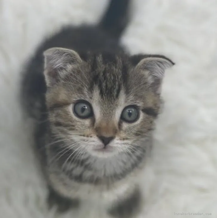 ID:2306-01161の子猫