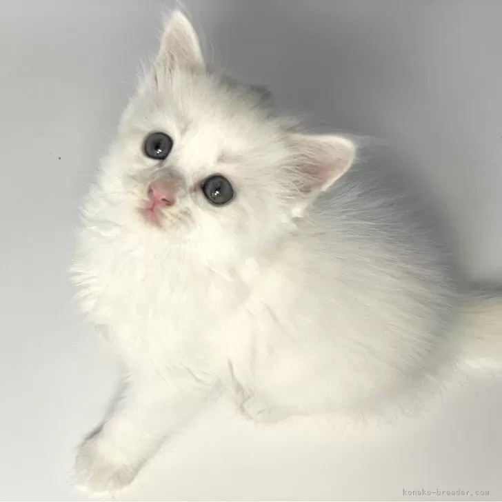 ID：2407-00219の子猫