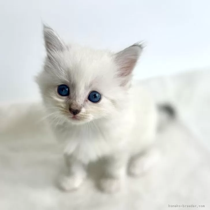 ID：2409-00008の子猫