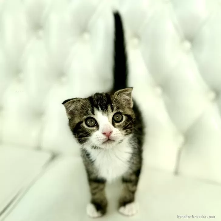 ID：2410-02427の子猫