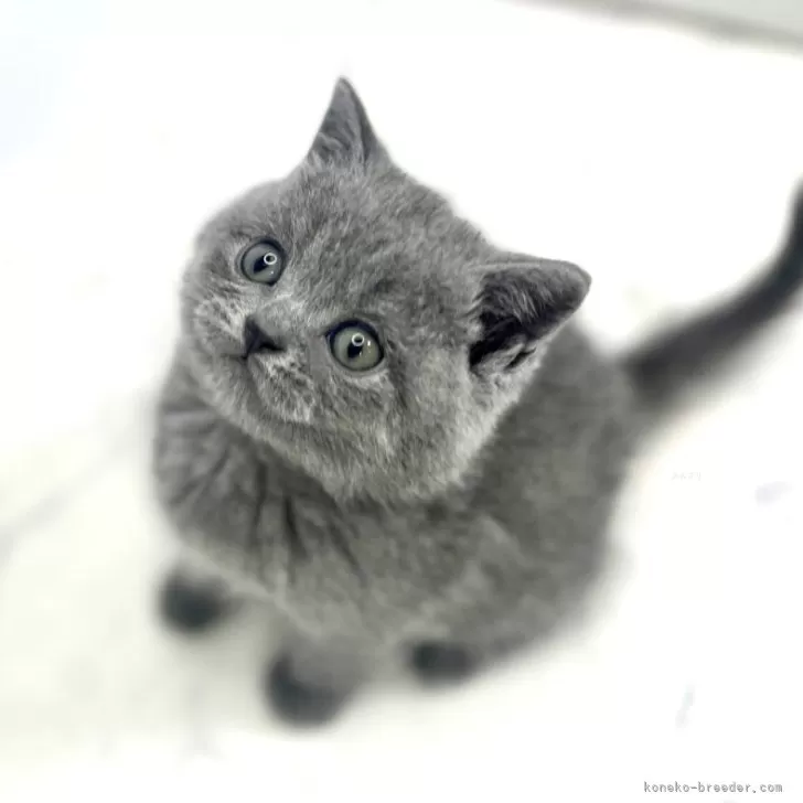 ID：2404-01420の子猫