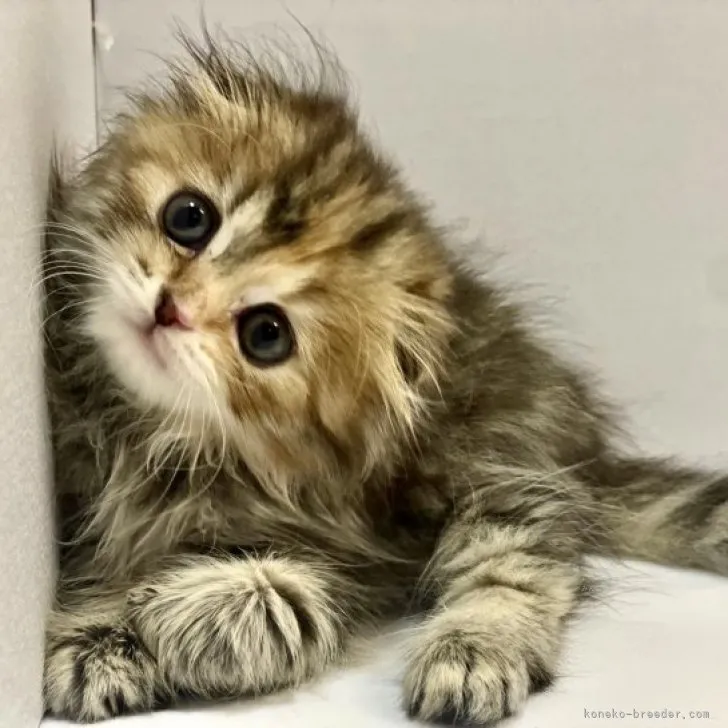 ID:2310-01918の子猫