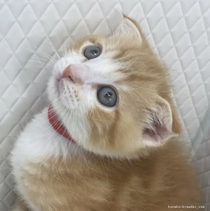ID：2306-01159の子猫