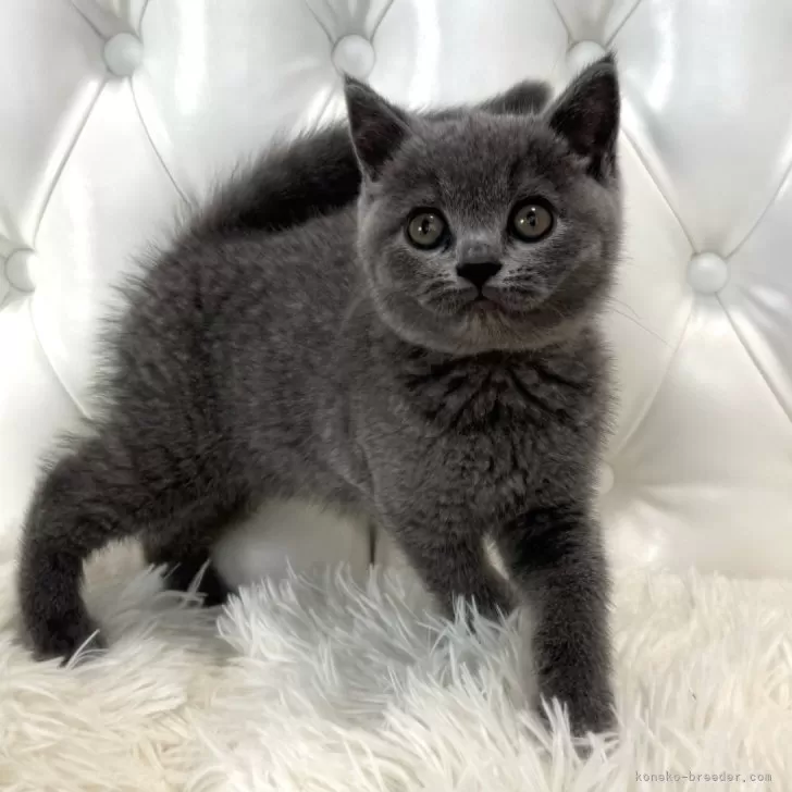 ID：2409-03314の子猫