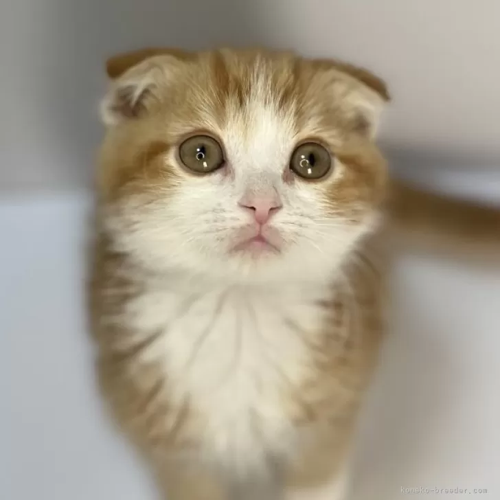 ID:2401-01105の子猫