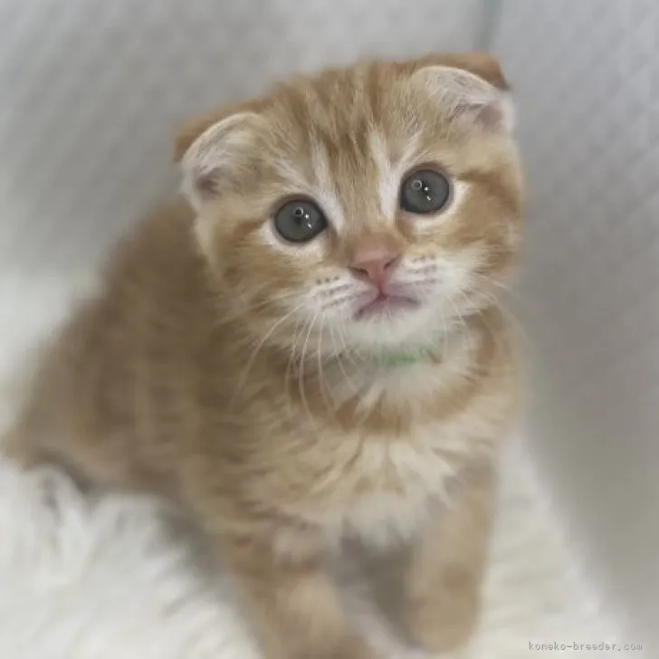 ID:2306-01155の子猫