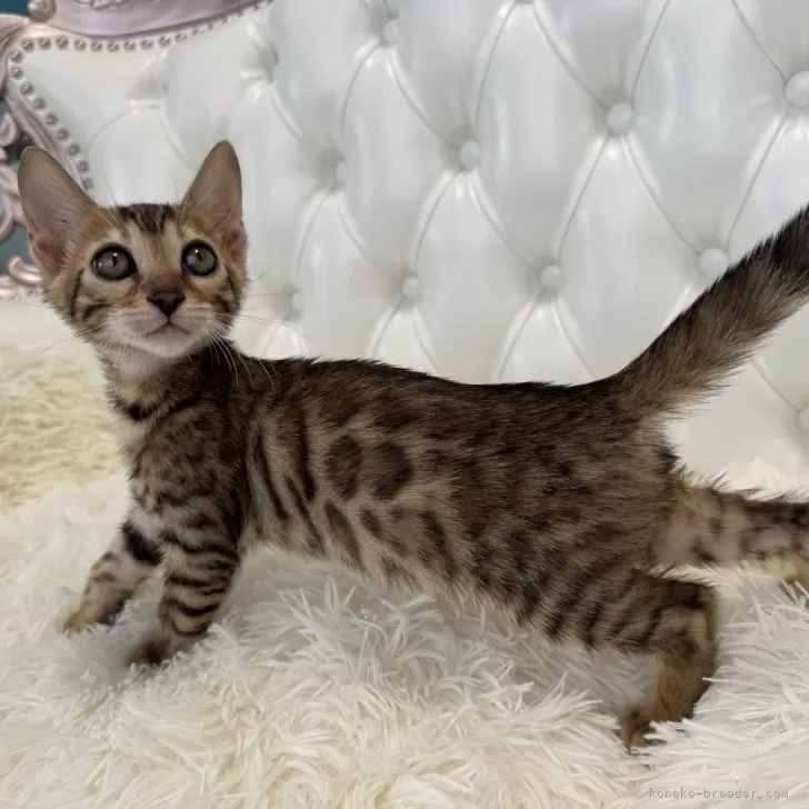 ID：2409-03018の子猫