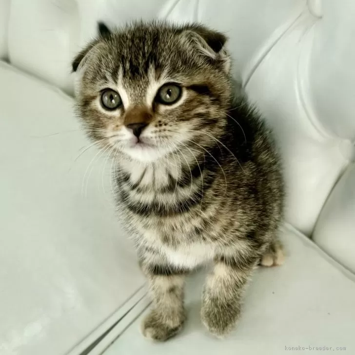 ID：2410-02429の子猫