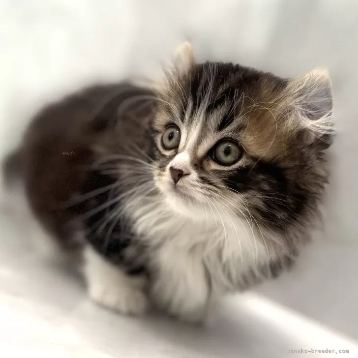 ID：2411-02286の子猫