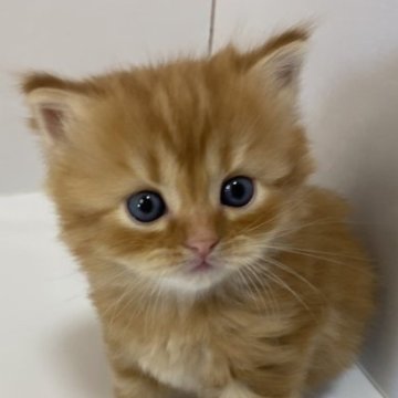 スコティッシュフォールド(立ち耳)【鹿児島県・男の子・2023年11月3日・レッドタビー（ロング）】の写真「どんな仕草も可愛くて♡」