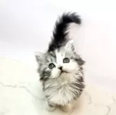 スコティッシュフォールド(立ち耳)【鹿児島県・男の子・2024年3月13日・シルバータビーアンドホワイト】の写真1「4/24撮影。」