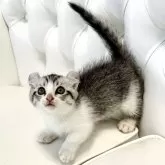 キンカロー【鹿児島県・女の子・2024年8月26日・シルバータビーアンドホワイト】の写真1