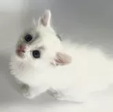 キンカロー【鹿児島県・男の子・2024年5月26日・ホワイト】の写真4「6/27撮影」