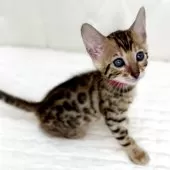 ベンガル【鹿児島県・女の子・2025年7月14日・ブラウンスポテッドタビー(ロゼット)】の写真10