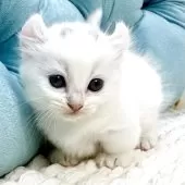 キンカロー【鹿児島県・女の子・2025年9月18日・ホワイト】の写真10