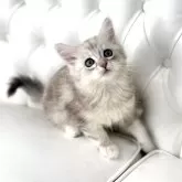 サイベリアン【鹿児島県・男の子・2025年4月16日・シルバータビー】の写真10