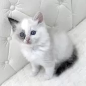 サイベリアン【鹿児島県・女の子・2025年11月20日・シールポイント(ネヴァマスカレード)】の写真11