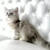 サイベリアン【鹿児島県・男の子・2025年4月16日・シルバータビー】の写真12