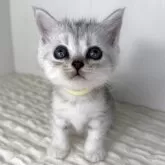 ミヌエット(長足)【鹿児島県・女の子・2025年6月25日・シルバータビー】の写真5