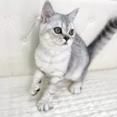 ミヌエット(長足)【鹿児島県・女の子・2025年6月25日・シルバータビー】の写真12