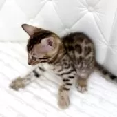 ベンガル【鹿児島県・女の子・2025年7月14日・ブラウンスポテッドタビー(ロゼット)】の写真13