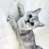 ミヌエット(長足)【鹿児島県・女の子・2025年6月25日・シルバータビー】の写真13