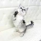 ミヌエット(長足)【鹿児島県・女の子・2025年6月25日・シルバータビー】の写真14