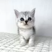 ミヌエット(長足)【鹿児島県・女の子・2025年6月25日・シルバータビー】の写真10