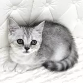 ミヌエット(長足)【鹿児島県・女の子・2025年6月25日・シルバータビー】の写真7