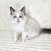 ラグドール【鹿児島県・男の子・2025年9月16日・シールポイントバイカラー】の写真15
