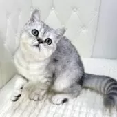 ミヌエット(長足)【鹿児島県・女の子・2025年6月25日・シルバータビー】の写真15