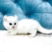 キンカロー【鹿児島県・女の子・2025年9月18日・ホワイト】の写真15