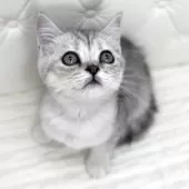 ミヌエット(長足)【鹿児島県・女の子・2025年6月25日・シルバータビー】の写真8