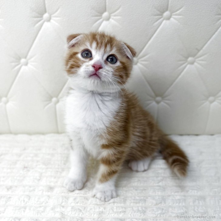 ブリーダー画像