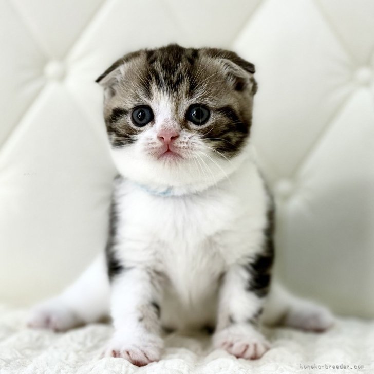 ブリーダー画像