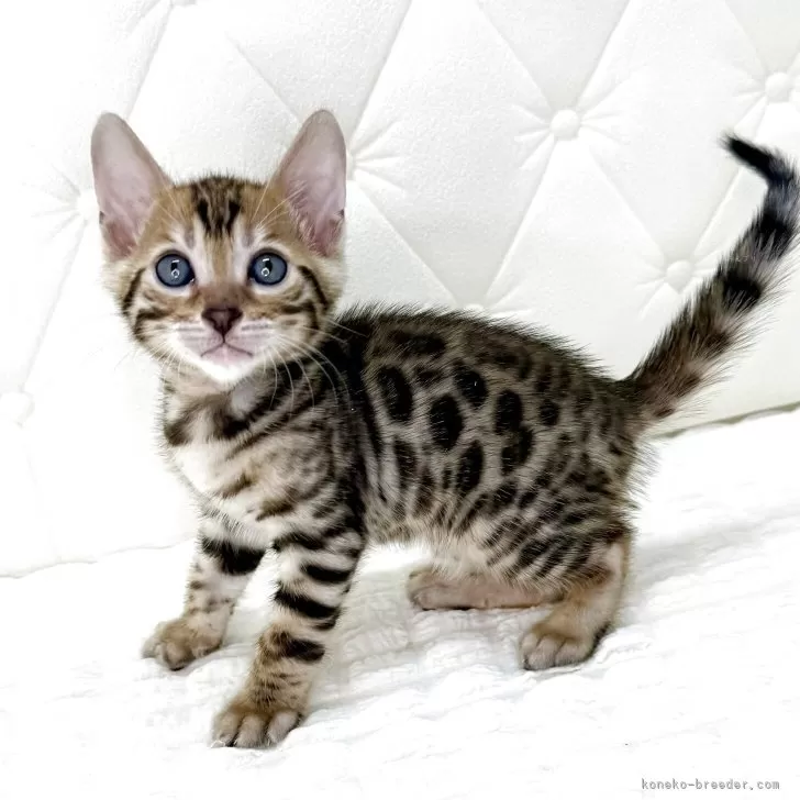 ID：2508-02415の子猫
