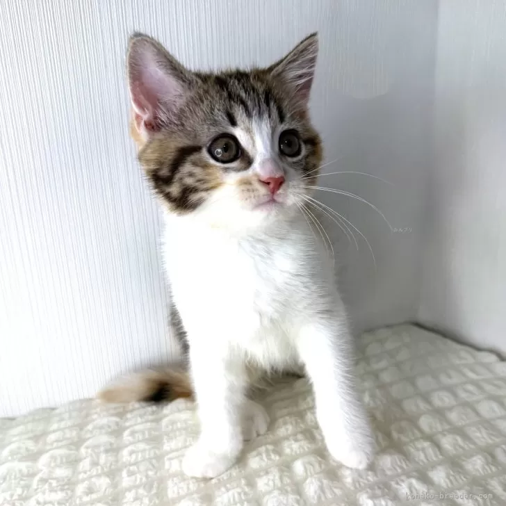 ID:2507-00486の子猫