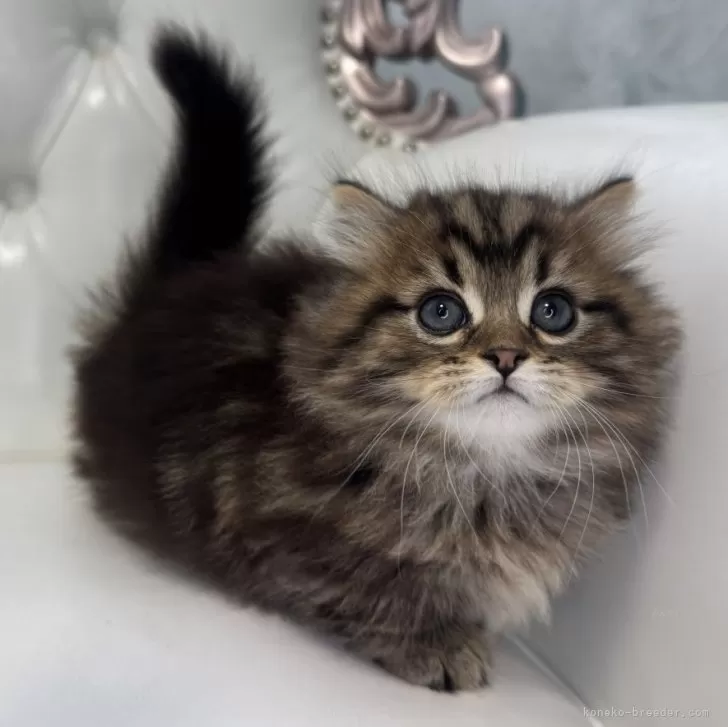 ID：2501-02073の子猫