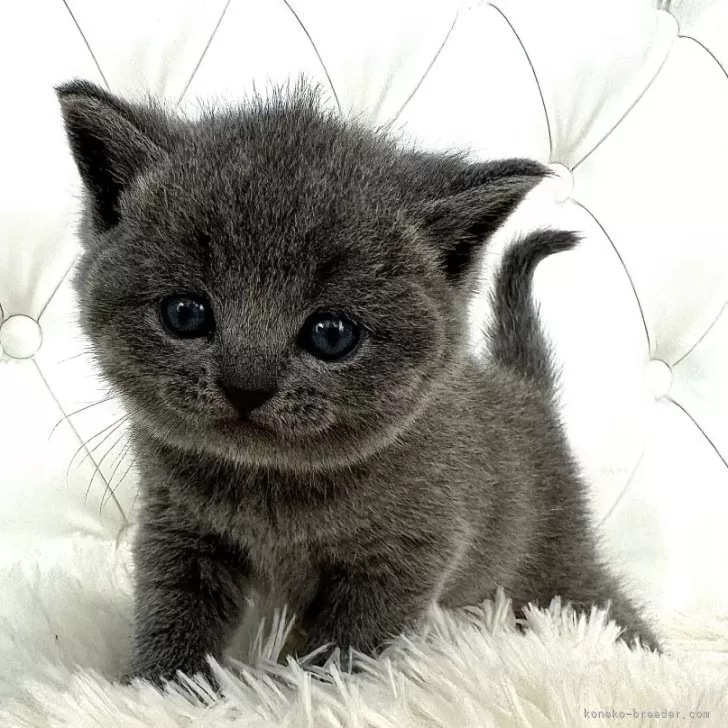 ID:2504-00480の子猫