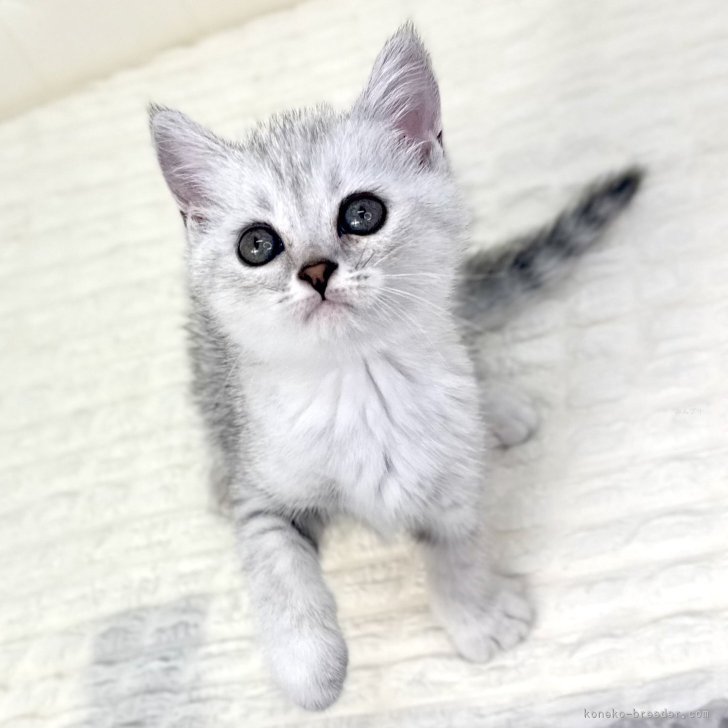 ブリーダー画像