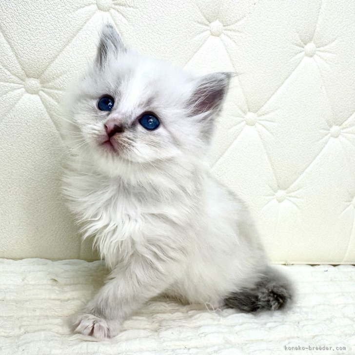 ブリーダー画像