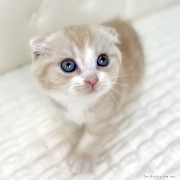 ブリーダー画像