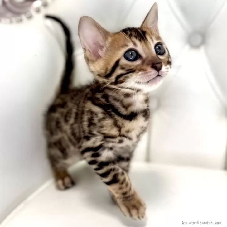 ID:2503-00662の子猫