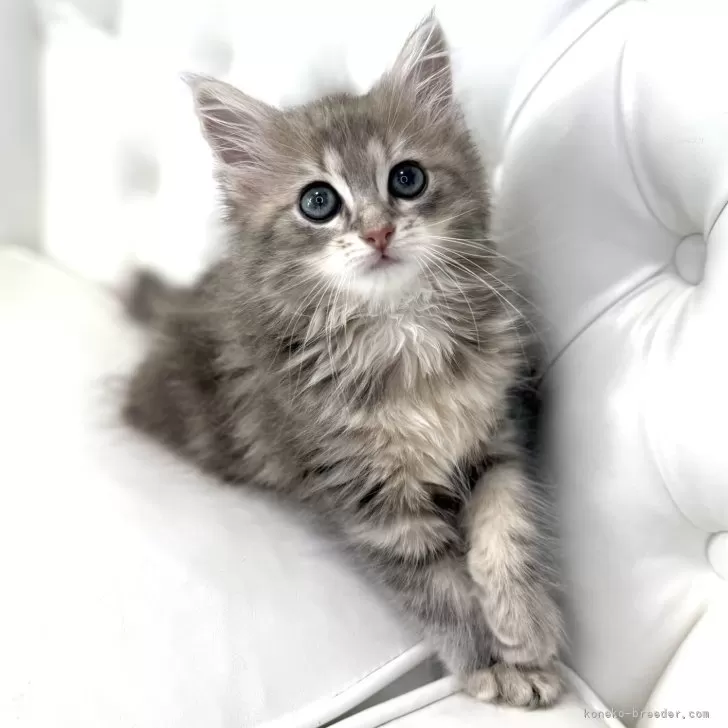 ID：2505-03884の子猫