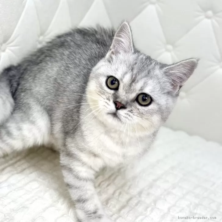 ミヌエット(長足)【鹿児島県・女の子・2025年6月25日・シルバータビー】の写真1